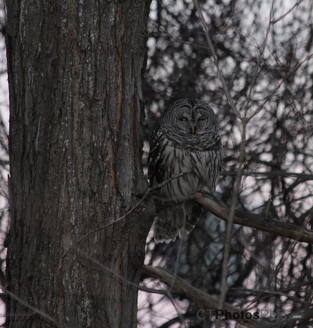 023 - Barred Owl