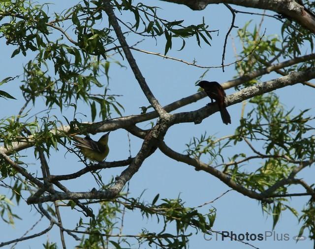 A pair of Orchard Orioles IMG 9999 48c