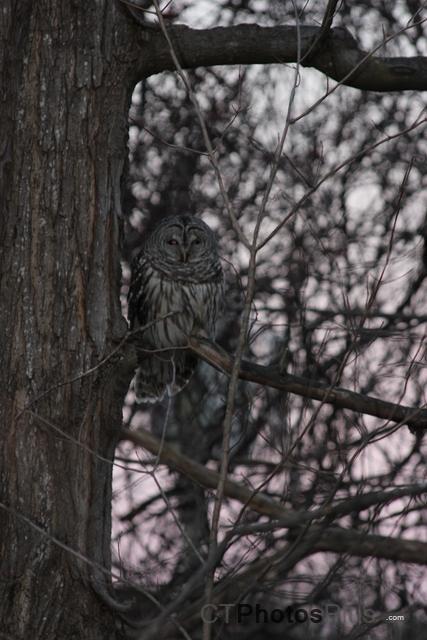 Barred Owl 024