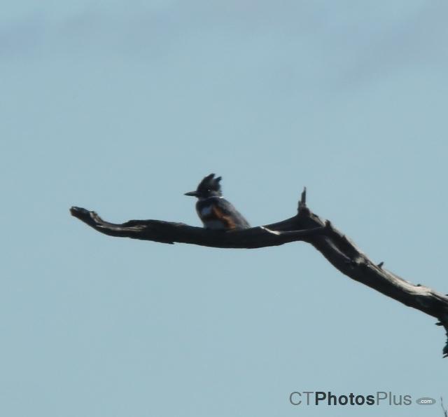 Belted Kingfisher U82A8867c