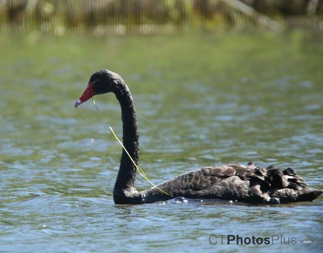 Black Swan 1252c