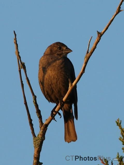 Brown-Headed Cowbird female IMG 9999 113c