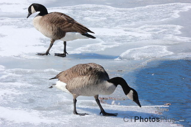 Canada Geese on icy pond IMG 3673
