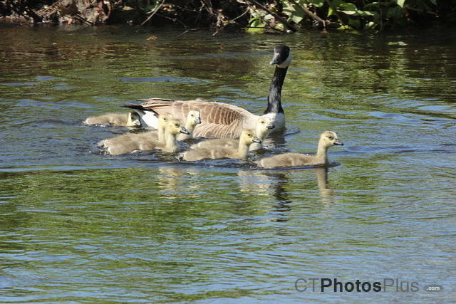Canadian Goose Family IMG 9911