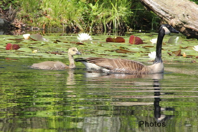 Canadian Goose and gossling IMG 0241