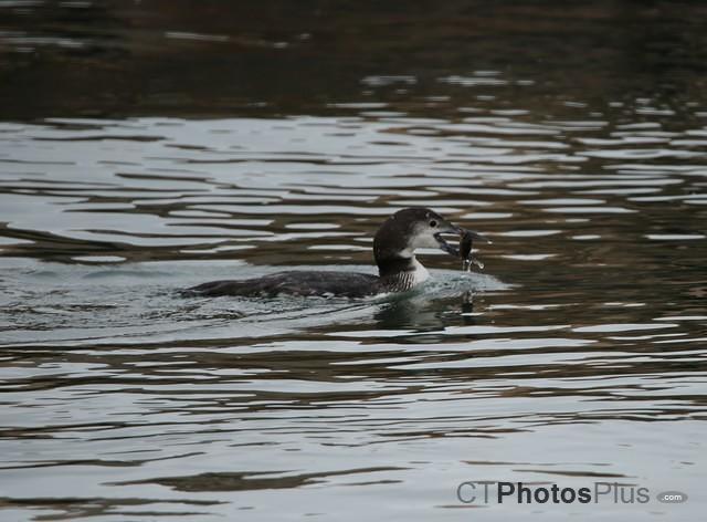 Common Loon with crab IMG 9999 21c