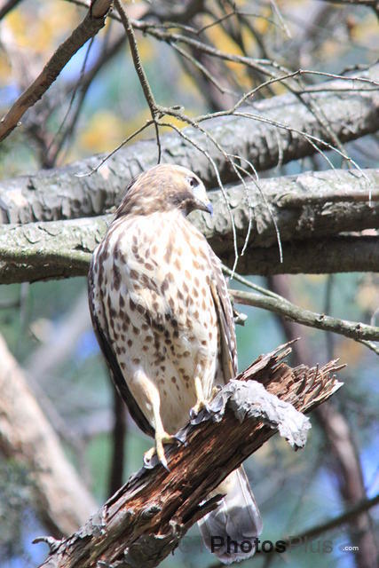 Female Redtail hawk 094