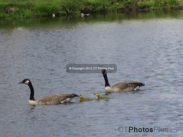 Geese Family Vernon 067