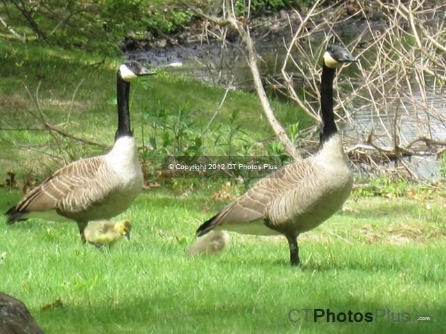Geese Family Vernon 069