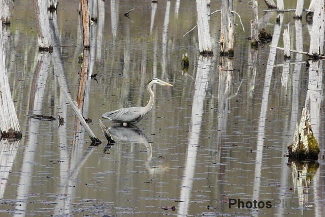 Great Blue Heron Reflected IMG 9353