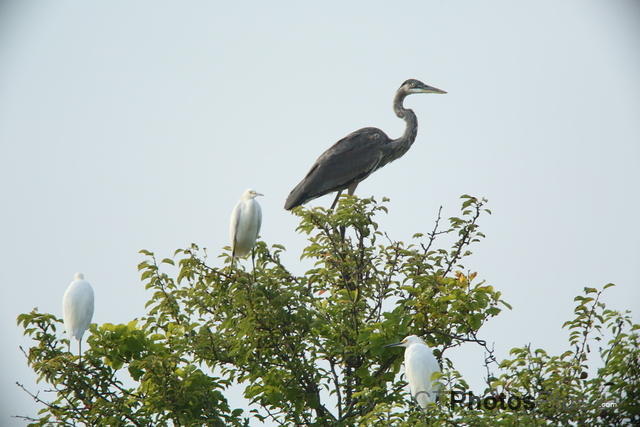 Great Blue Heron and Egrets in tree U82A4526