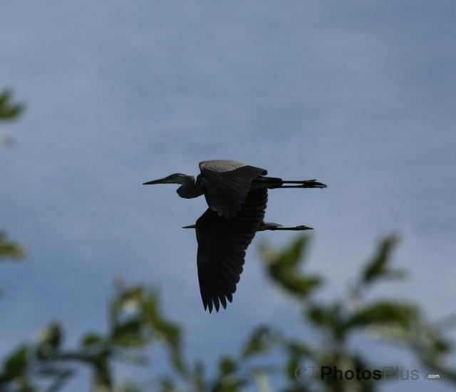 Herons in flight U82A4077c