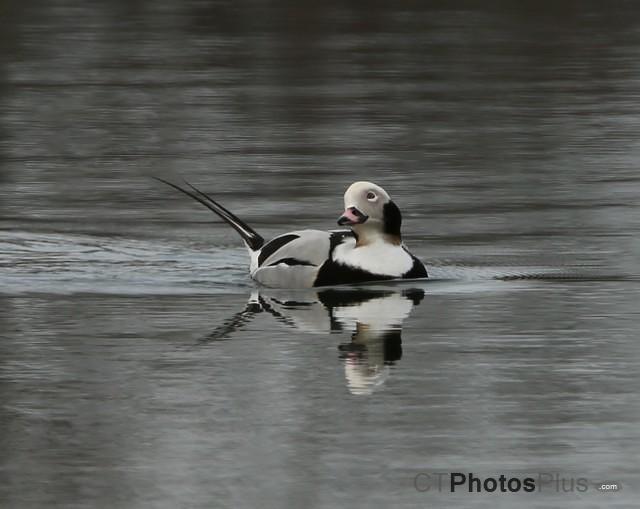 Long-tailed Duck IMG 9999 102c