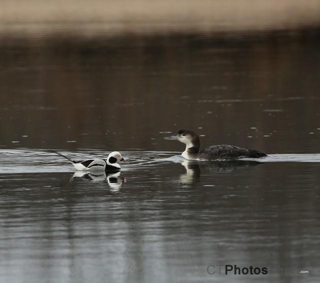 Long-tailed Duck and Loon IMG 9999 116c