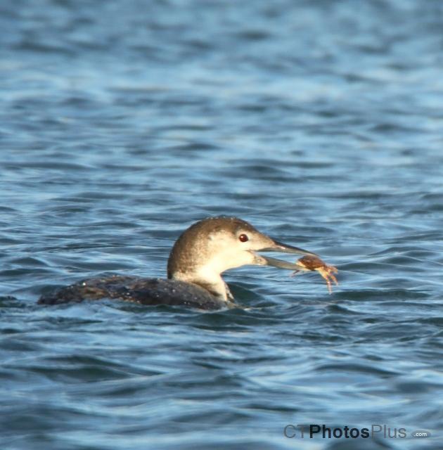 Loon with crab breakfast U82A9727c
