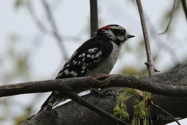 Male Downy Woodpecker IMG 9999 128c
