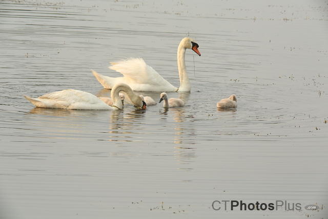 Mute Swan Family U82A2205
