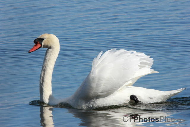 Mute Swan IMG 3108
