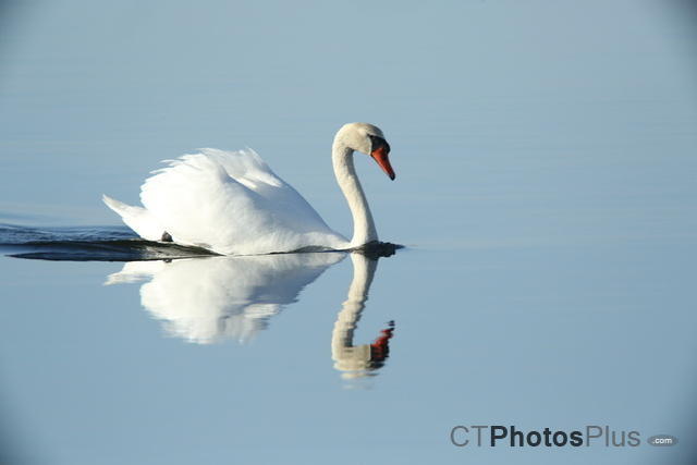 Mute Swan Reflected U82A0458
