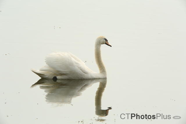 Mute Swan Reflected U82A2963