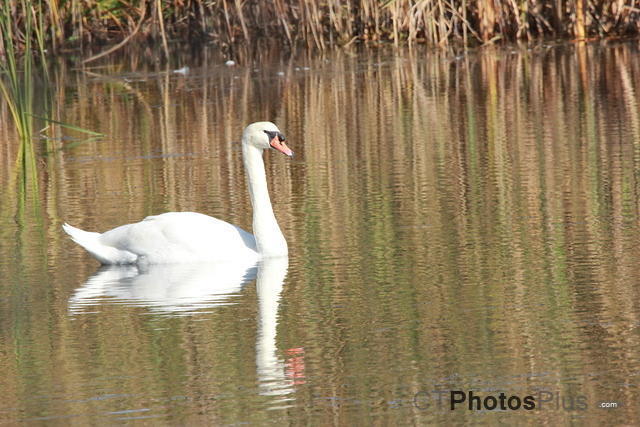 Mute Swan Reflected IMG 3061