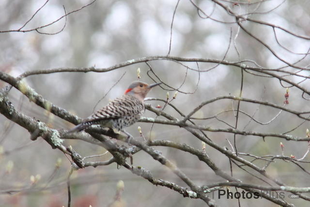 Northern Yellow Shafted Flicker IMG 2101
