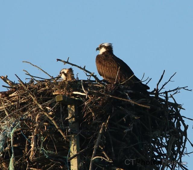 Osprey and chick IMG 9999 173c