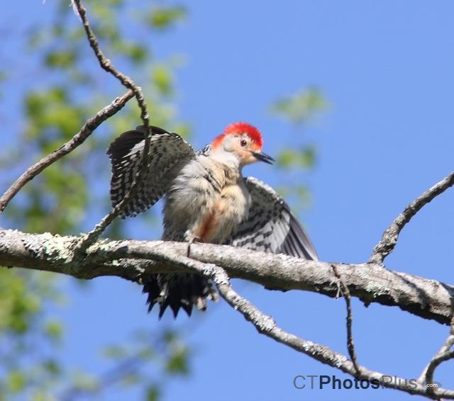 Red-Bellied woodpecker IMG 2625