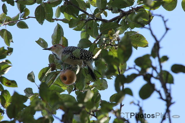 Red-Bellied Woodpecker in Apple Tree IMG 8040
