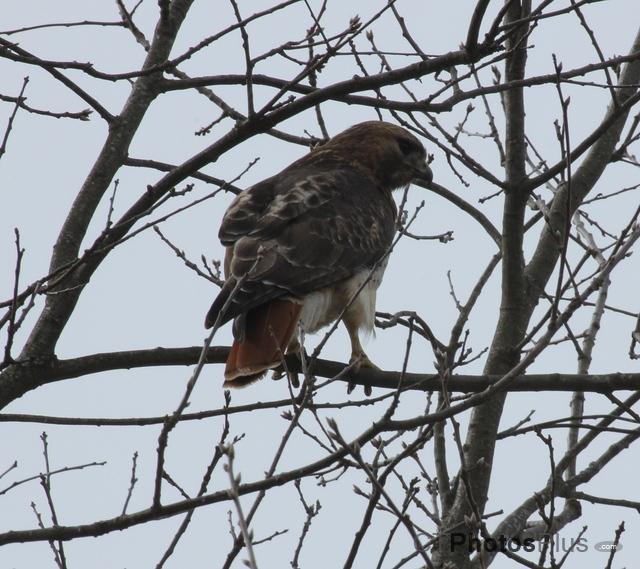 Red-Tailed Hawk IMG 8611c