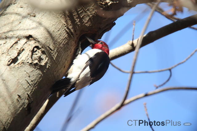 Red-headed Woodpecker U82A7786