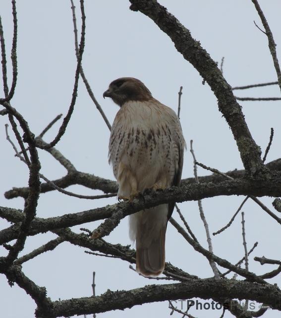 Red-tailed Hawk IMG 8622c