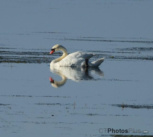 Reflections of a Mute Swan IMG 9999 78c