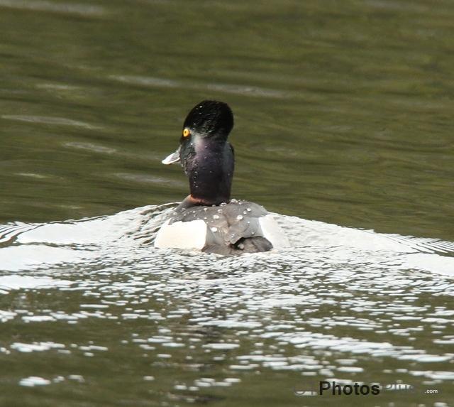 Ring-necked Duck U82A0814c