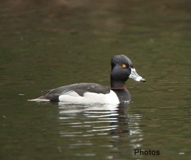 Ring-necked Duck U82A0852c