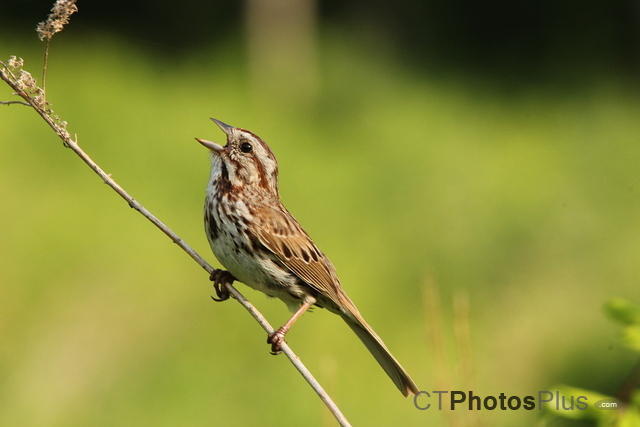 Song Sparrow IMG 0025