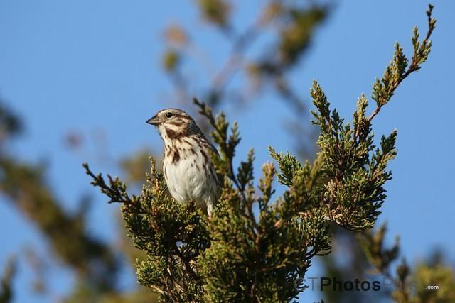 Song Sparrow IMG 9999 105c