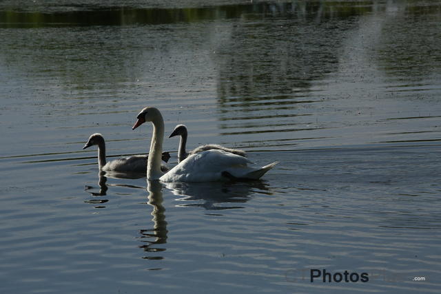 Swan Family IMG 9999 239