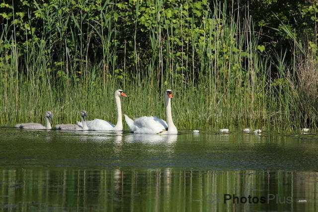 Swan Family IMG 9999 178