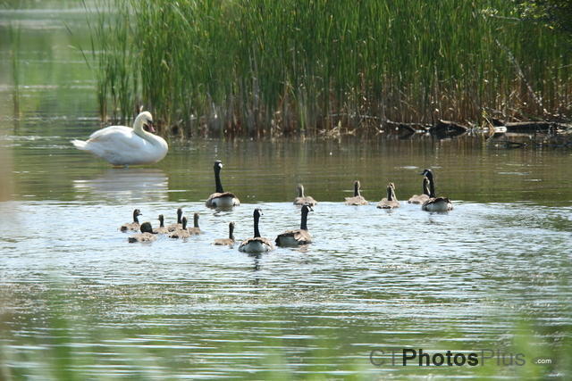 Swan Geese and gosslings U82A1909