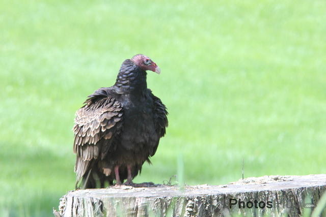 Turkey Vulture IMG 3122