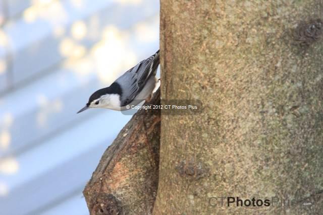 White-breasted Nuthatch 085