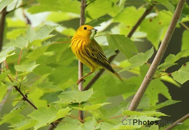 Yellow Warbler with dinner IMG 0098c