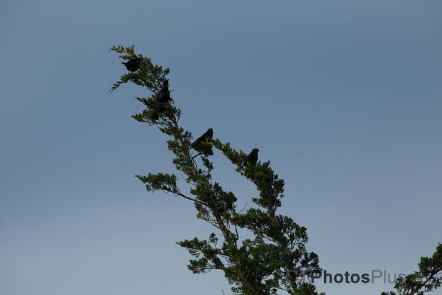 brown-headed cowbirds in a tree IMG 9999 127