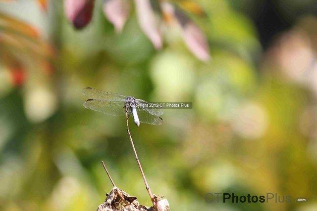 Dragonfly Bolton 3