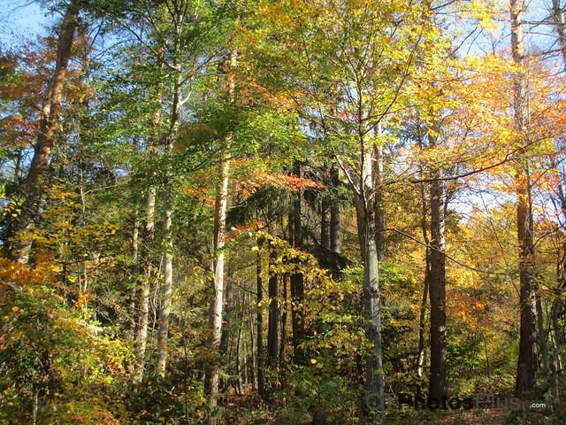 Fall Leaves in Burlington IMG 0531