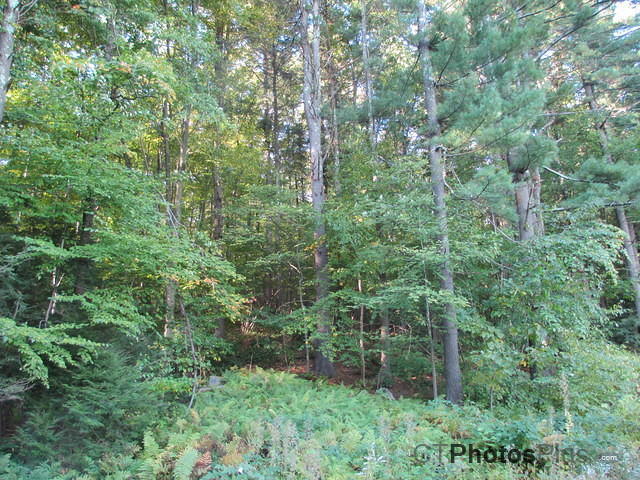 Peaceful woods around Nepaug IMG 0469