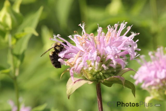 American Bumblebee on Wild Bergamot IMG 5236