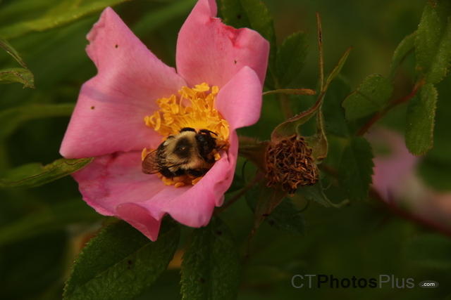 Bee on wild rose U82A2270