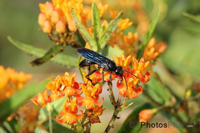 Blue Mud Wasp on Butterfly Weed IMG 1867